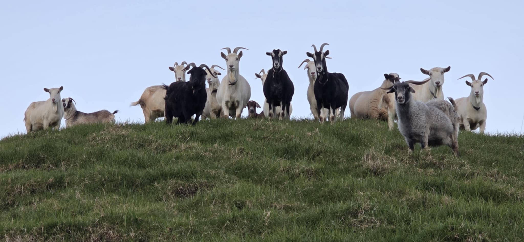 Goats and sheep on a New Zealand lifestyle block